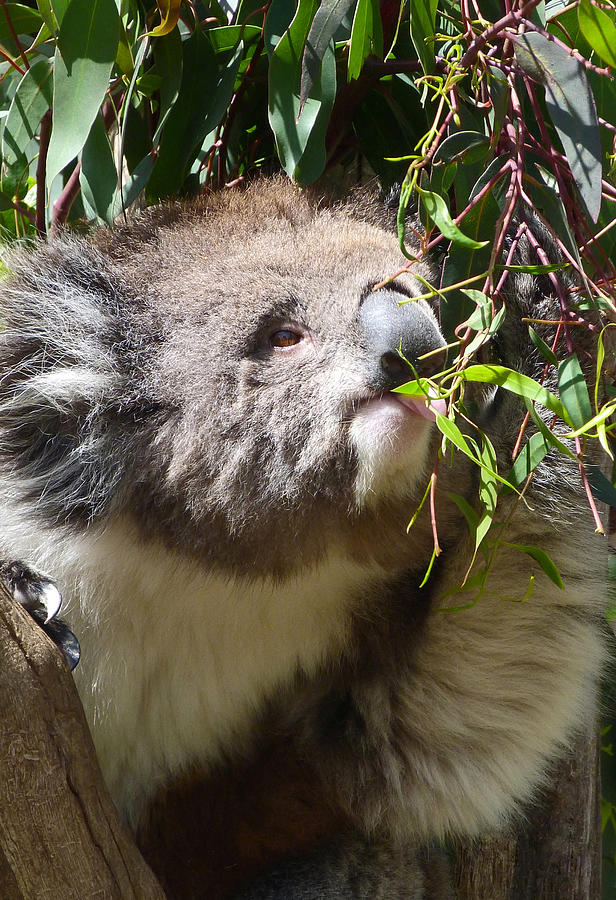 Victorian Koala Snacktime Photograph by Margaret Saheed
