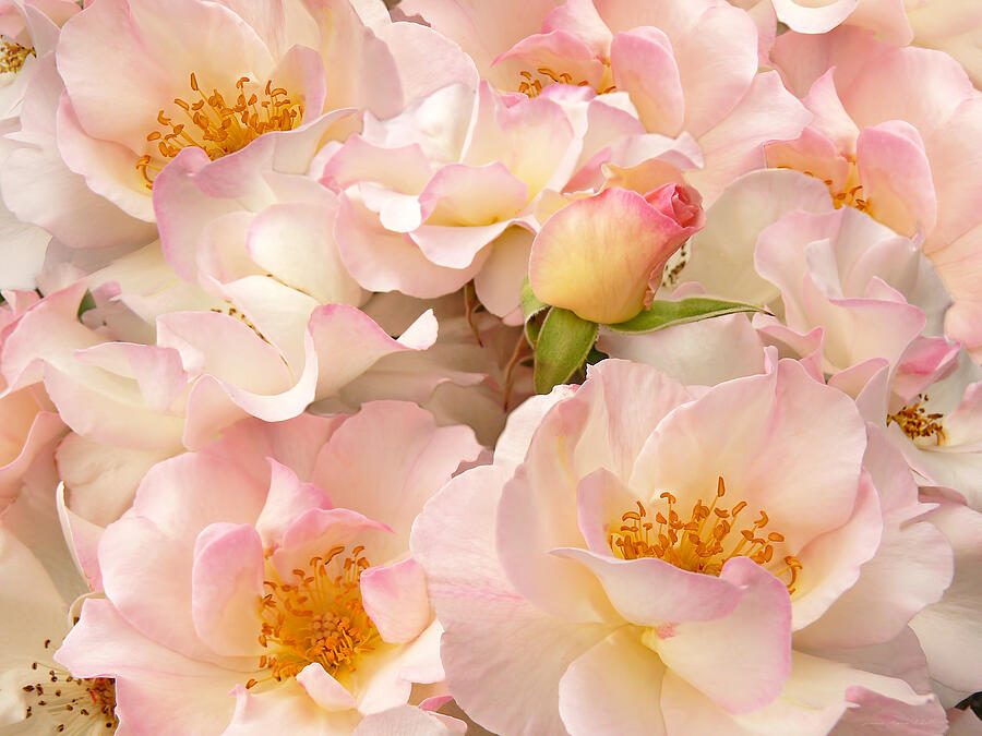 Victorian Pink Roses Bouquet Photograph by Jennie Marie Schell - Fine ...