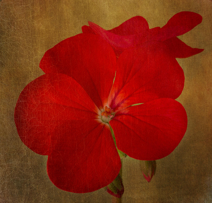Victorian Red Photograph by Marina Kojukhova