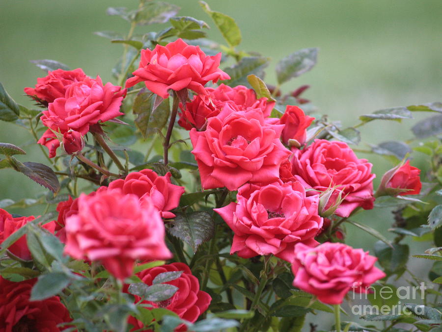 Victorian Rose Garden Photograph