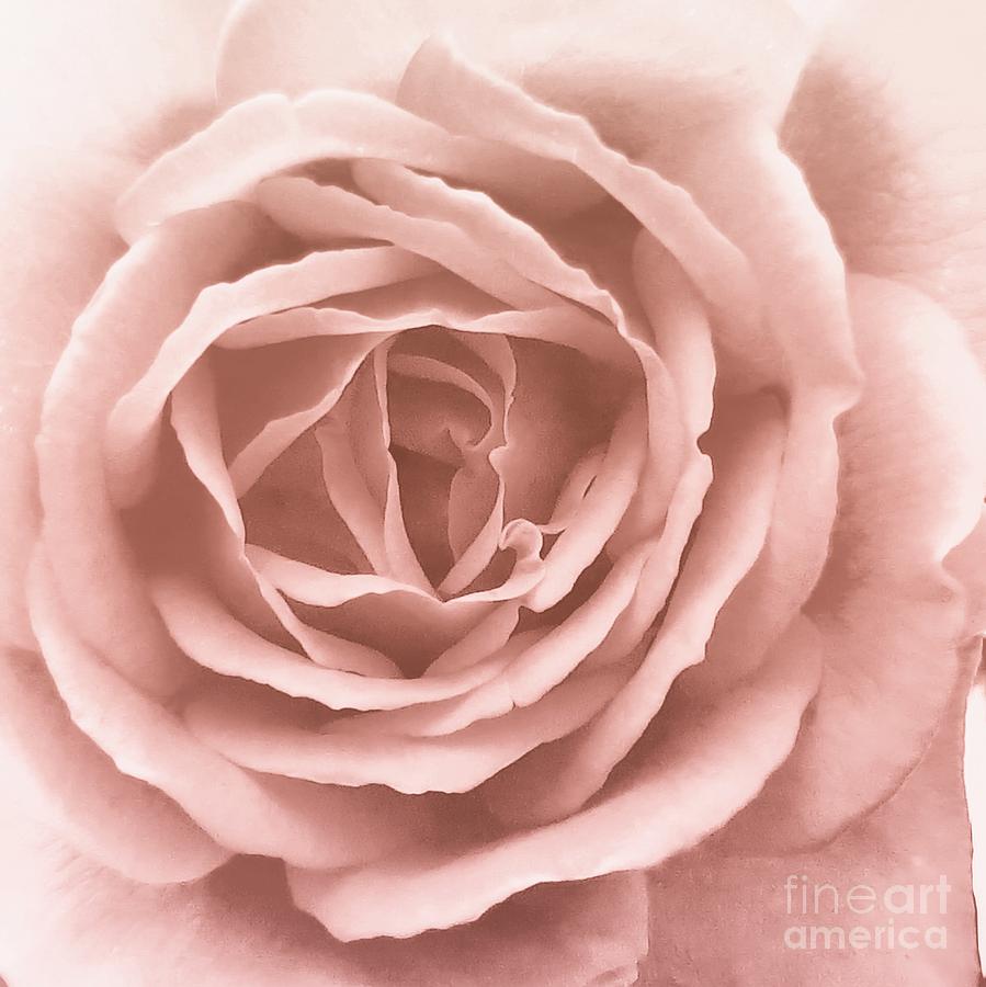 Victorian Rose Photograph by Scott Cameron