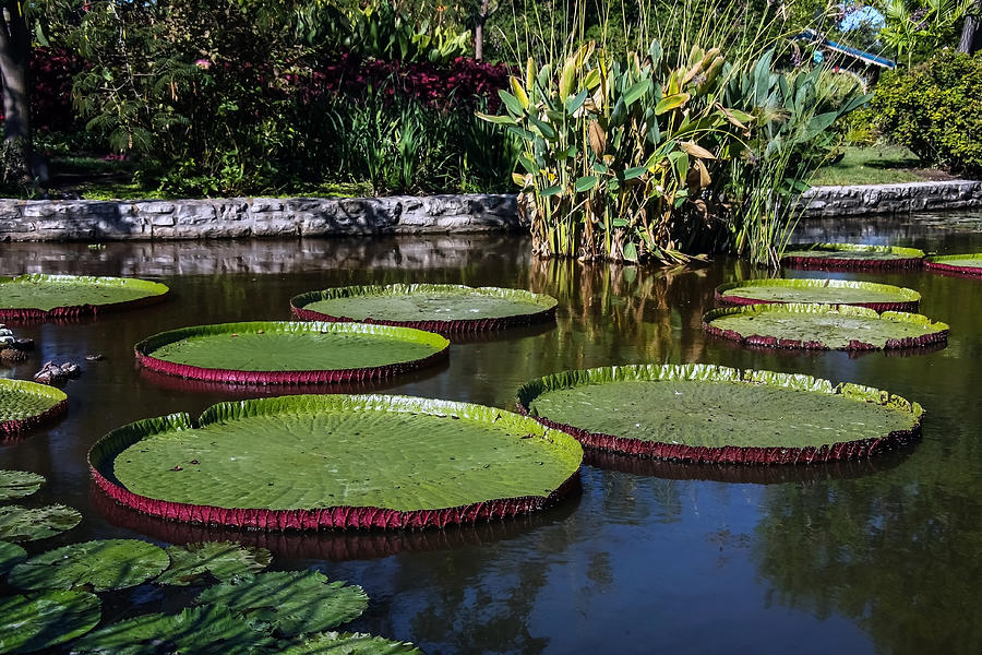 Plants Photograph - Victorian Water Lillies by Al Blount