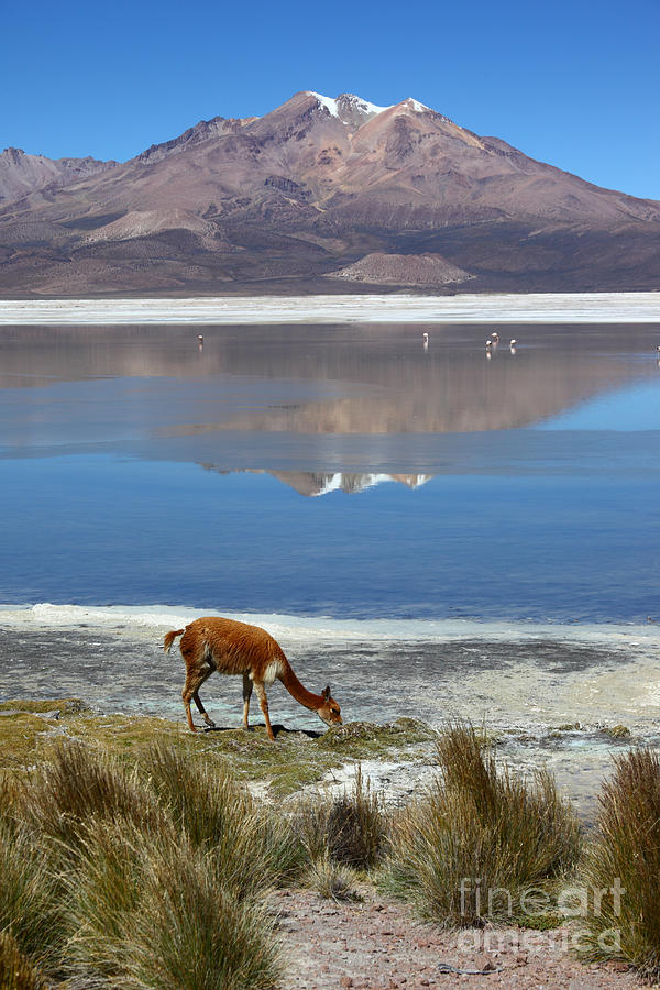 Vicuna grazing at Salar de Surire Photograph by James Brunker