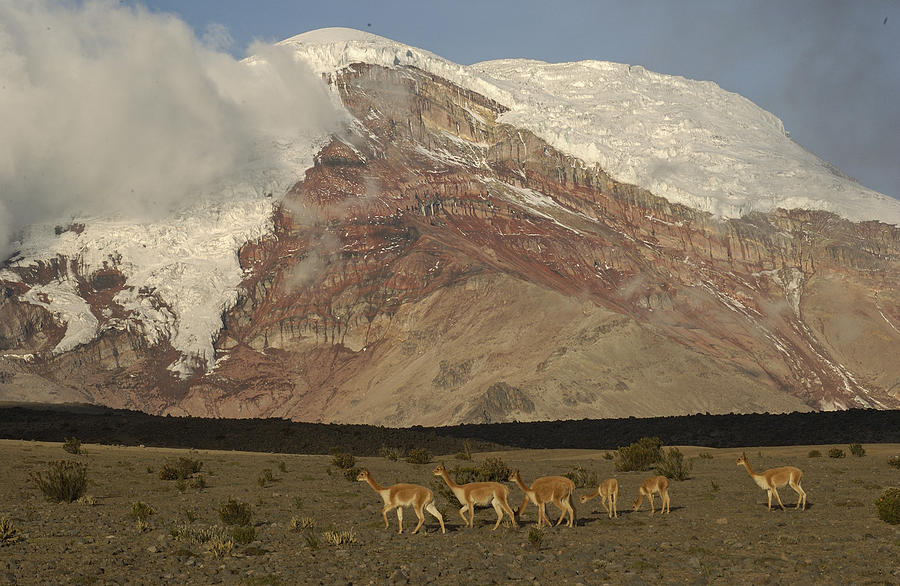 Vicuna Herd Grazing At Mt Chimborazo Photograph by Pete Oxford