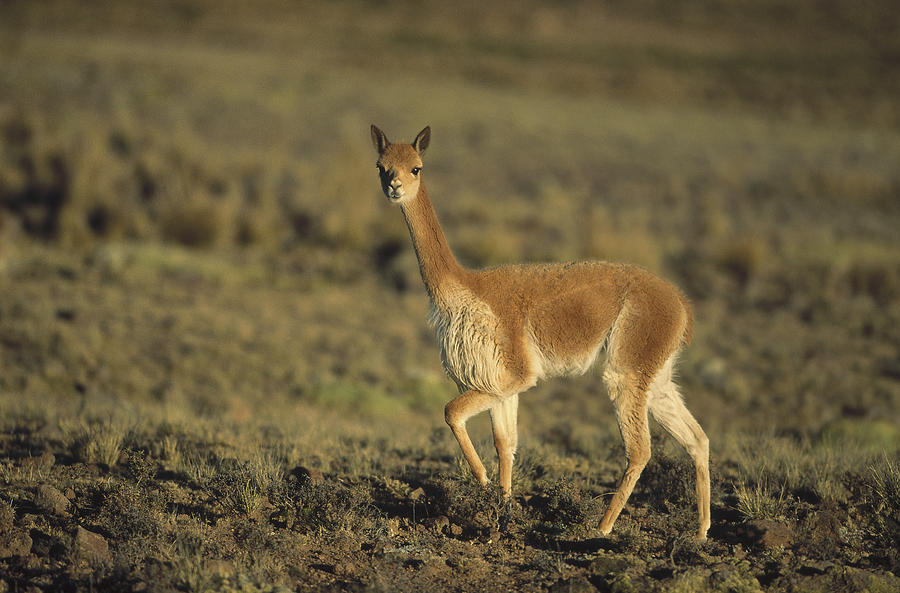 Vicuna Pampa Galeras Nature Reserve Photograph by Tui De Roy
