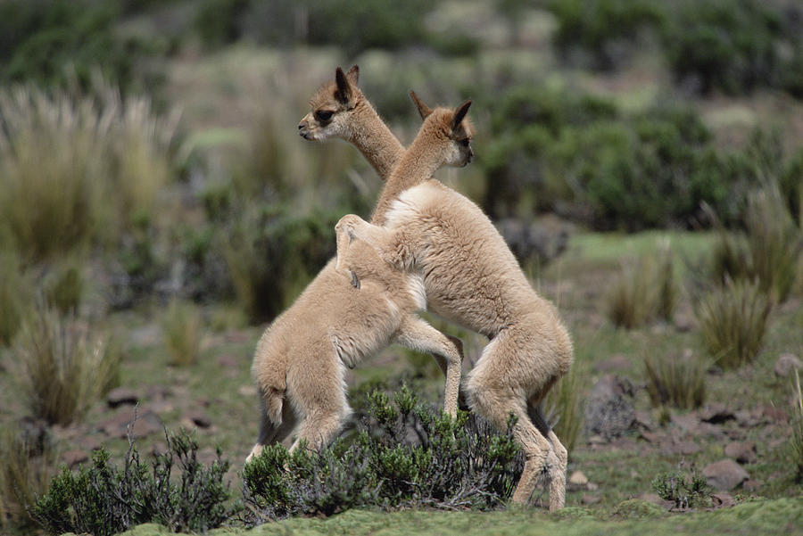 Vicuna Young Play-fighting Peruvian Photograph by Tui De Roy