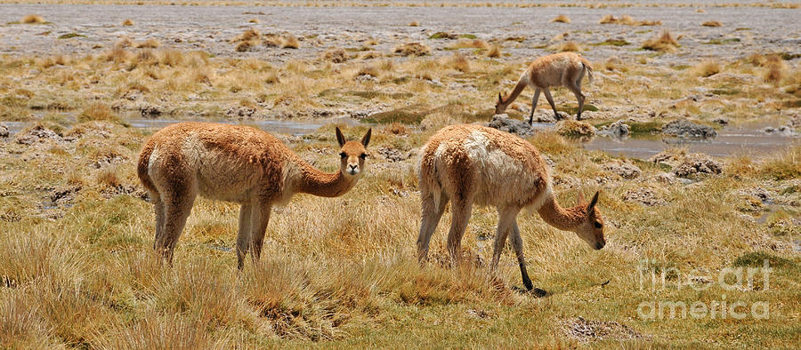 Vicunas in Bolivia Photograph by Vivian Christopher