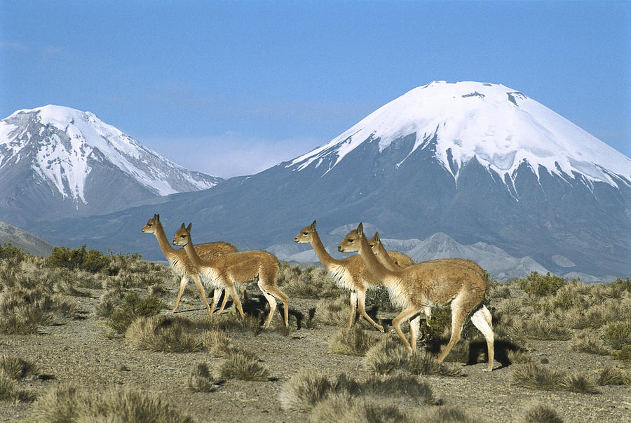 Vicunas In The Andean Desert Photograph by Tui De Roy