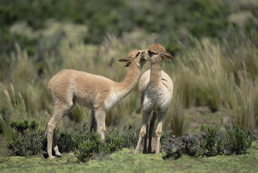 Vicunas Nuzzling Peruvian Andes Photograph by Tui De Roy
