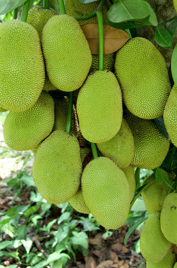 Vietnam Cu Chi Ripe Jack Fruit On Tree Photograph By Cindy Miller