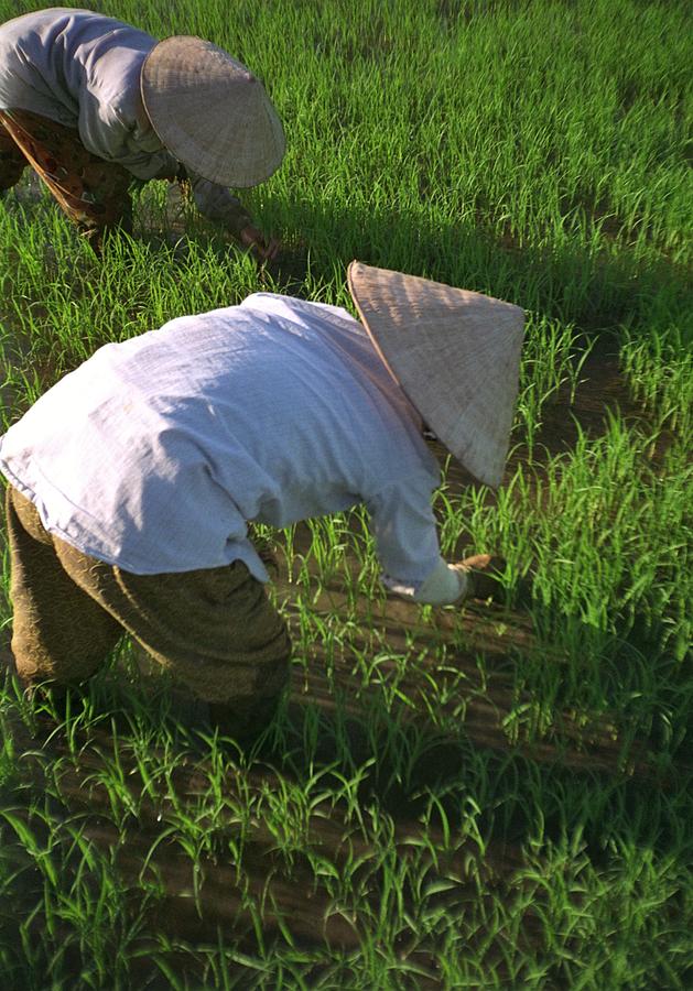 Vietnamese Farmers Working At Rice Paddy Photograph by Michel Guntern / EyeEm Vietnamese Farmers Working At Rice Paddy Photograph by Michel Guntern / EyeEm