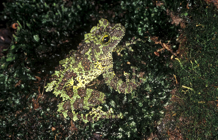 Vietnamese Mossy Frog Photograph by John Mitchell | Fine Art America