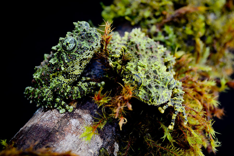 Nature Photograph - Vietnamese Mossy Tree Frogs  by Jason Weigner