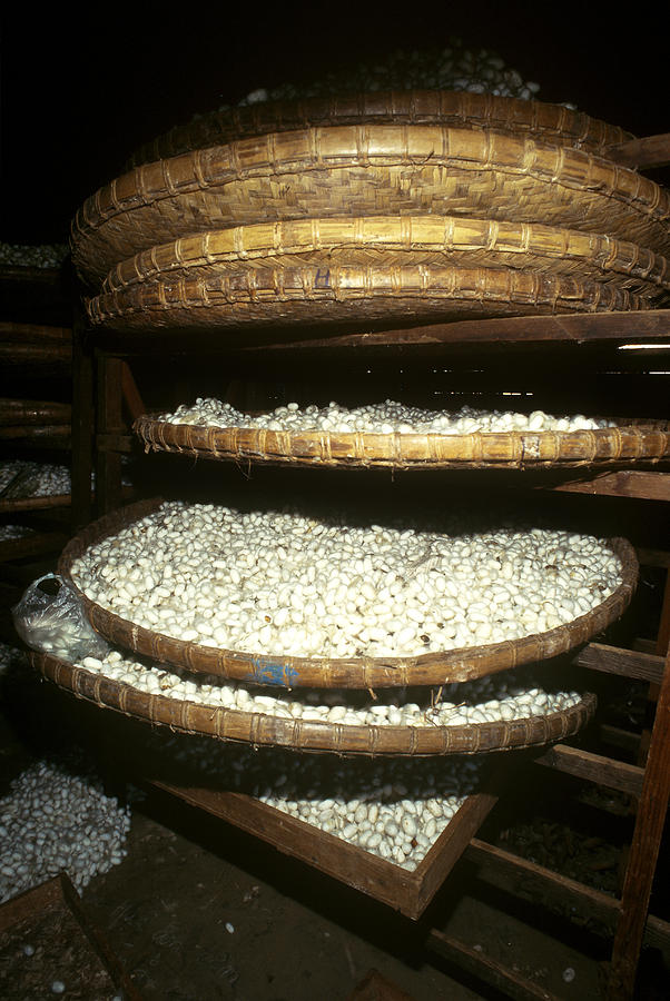 Vietnamese Silkworm Factory Photograph by Alison Wright