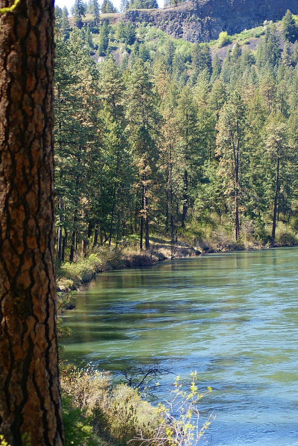 View along the Spokane River Spring 2014 Photograph by Ben Upham III