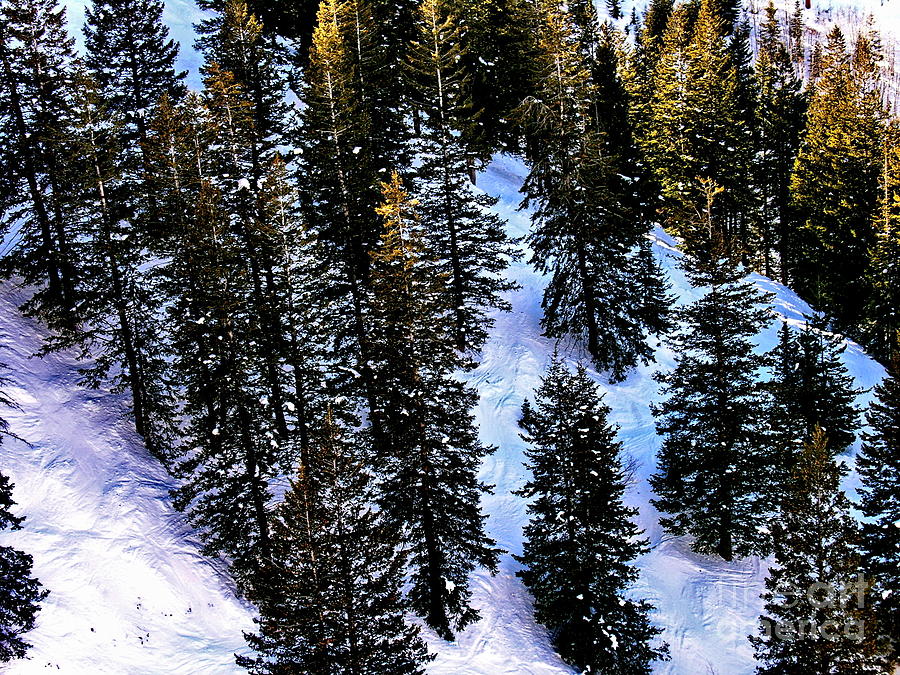 View of Evergreens at Beaver Creek Colorado Photograph by Jacqueline M Lewis