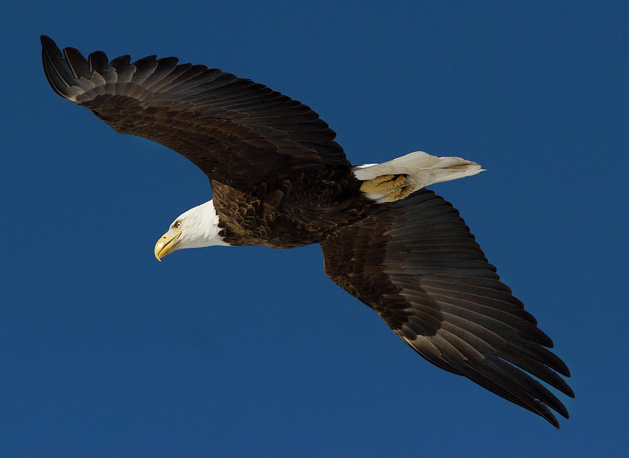 View From Below Of Bald Eagle Photograph by Carl D. Walsh | Fine Art ...