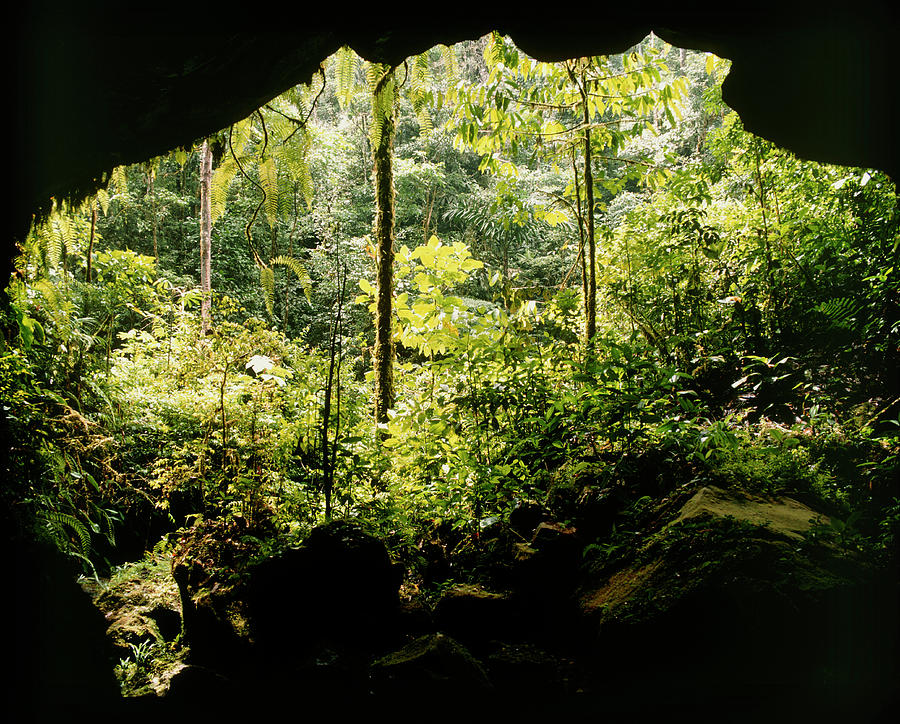 View From Cave Mouth Into Rainforest Photograph by Dr Morley Read/science Photo Library