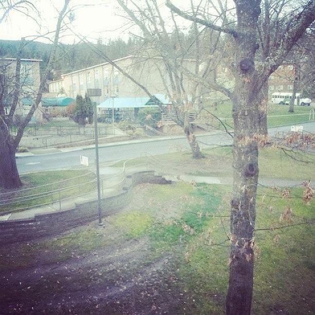 Tree Photograph - View From Dorm Window During Ashland by Robyn Glover