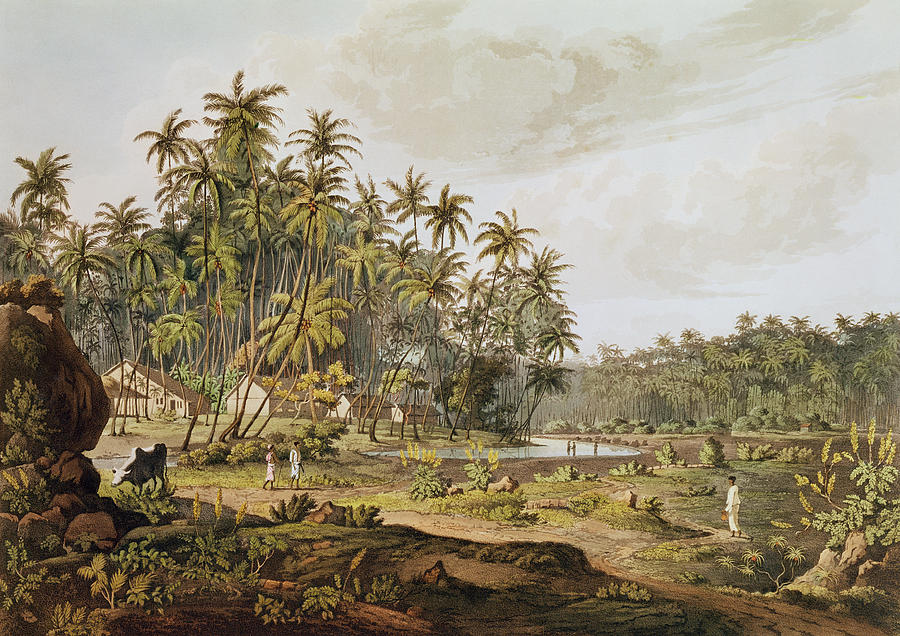 Landscape Photograph - View Near Point Du Galle, Ceylon, Engraved By Daniel Havell 1785-1826 Published In 1809 Coloured by Henry Salt