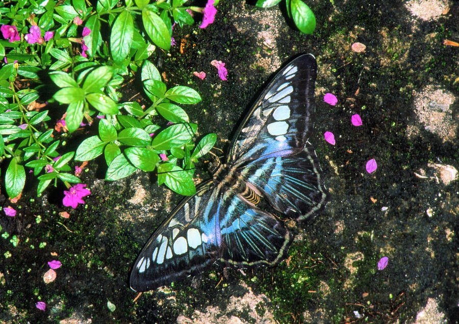 View Of A Butterfly Resting On A Rock Photograph by William Ervin/science Photo Library