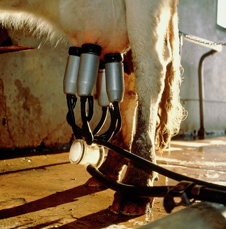 View Of A Cow Being Milked By A Milking Machine Photograph By Steve