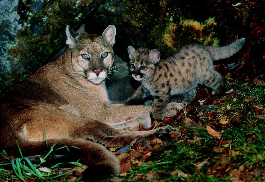 View Of A Female Mountain Lion With Her Kittten Photograph by William Ervin/science Photo Library