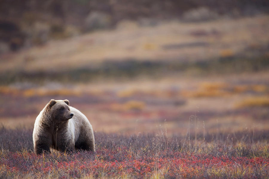 Denali National Park Photograph - View Of A Grizzly Bear Standing by Milo Burcham
