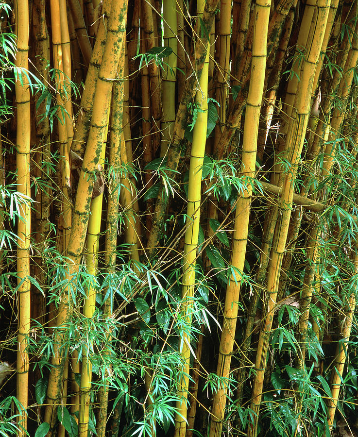 View Of A Growing Crop Of Bamboo Photograph by Simon Fraser/science Photo Library