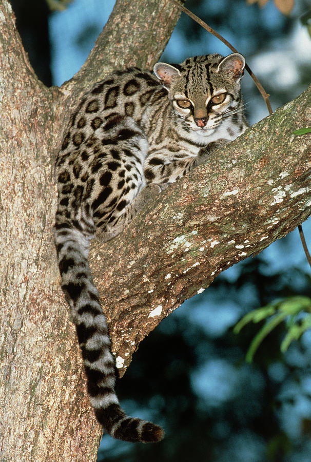 Margay perched high in a tree