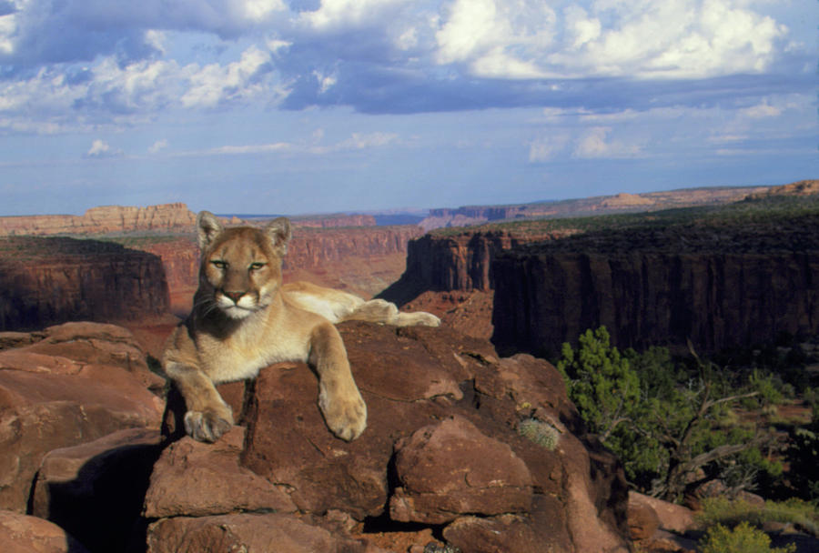 View Of A Mountain Lion Resting Over A Canyon Photograph by William Ervin/science Photo Library