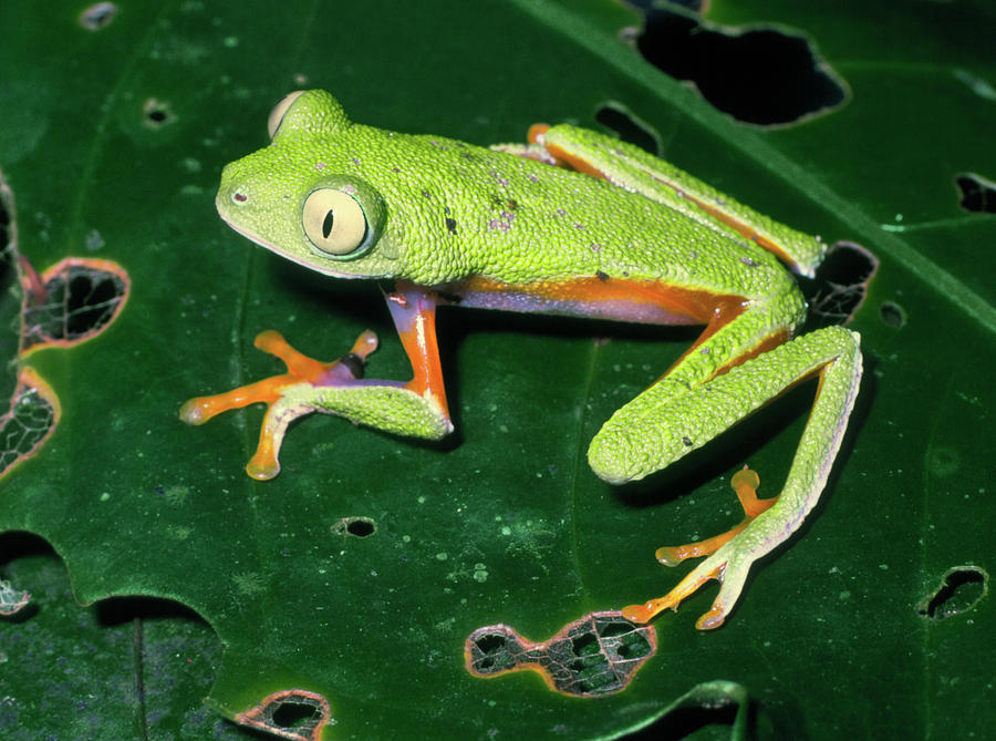 View Of A Phylomedusa Hulli On A Leaf Photograph by Dr Morley Read ...