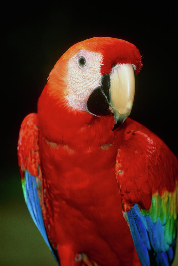 View Of A Scarlet Macaw (ara Macao) Photograph by William Ervin/science Photo Library
