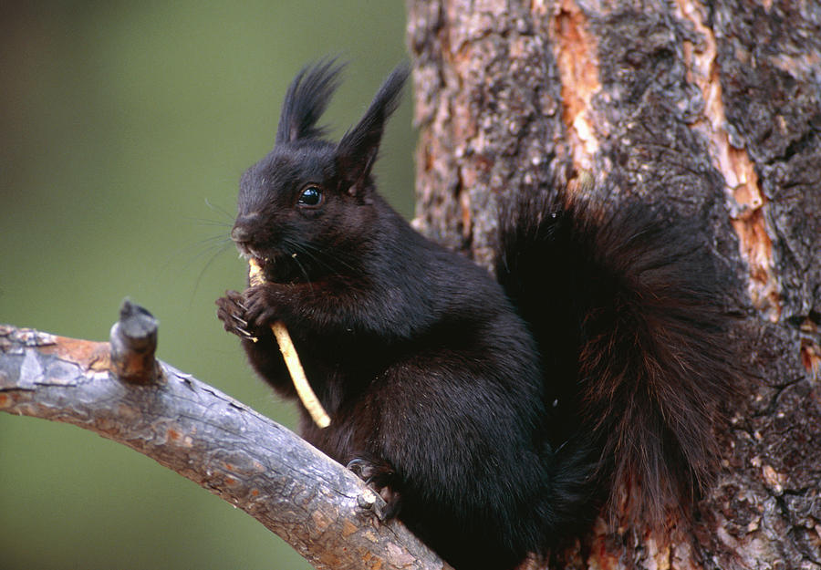 View Of A Tassel-eared Squirrel (sciurus Aberti) Photograph by William