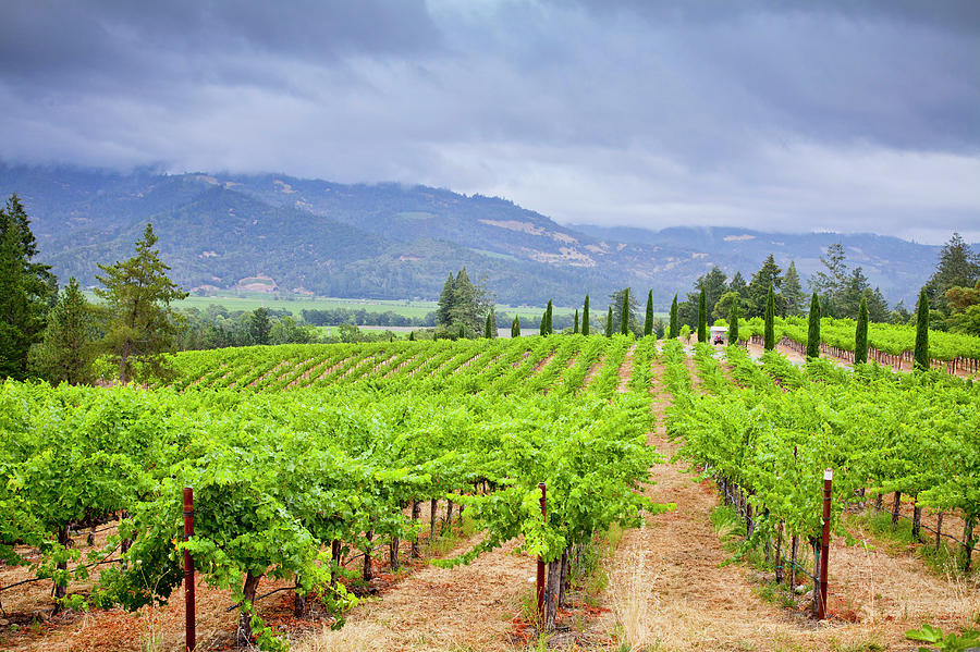 View Of A Vineyard In California Photograph by Mel Curtis