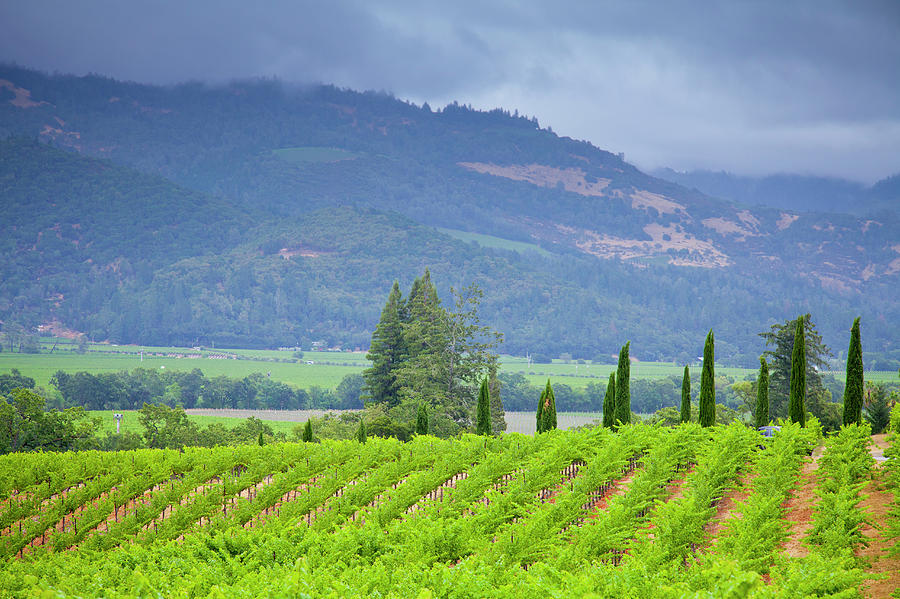 View Of A Vineyard In Napa Valley Photograph by Mel Curtis