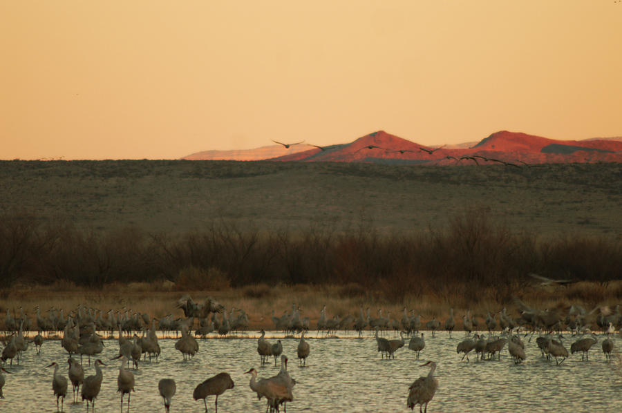 View of Birds in Bosque Photograph by James Gay