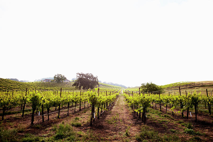 View Of Californian Vineyard, Napa Photograph by Johner Images