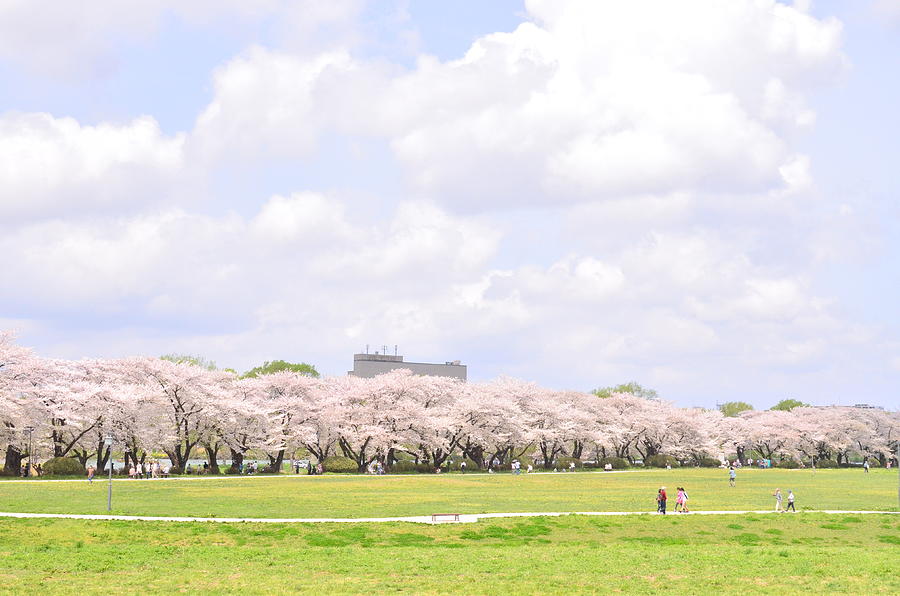 View Of Cheery Blossom Photograph by Keiko Iwabuchi