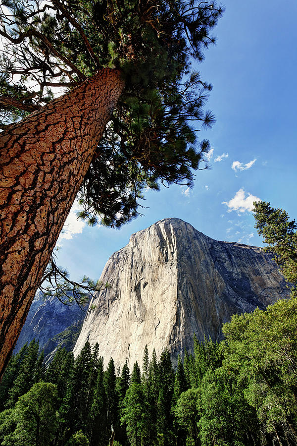 View Of El Capitan Landmark, Yosemite by Danita Delimont