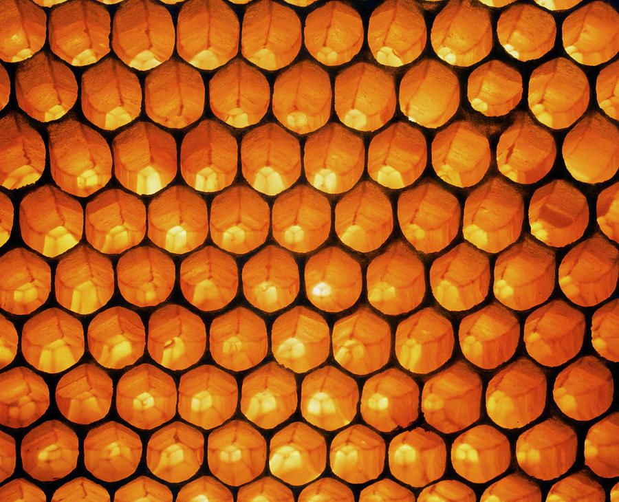 View Of Honeycomb Of The Honey Bee Photograph by Simon Fraser/science Photo Library