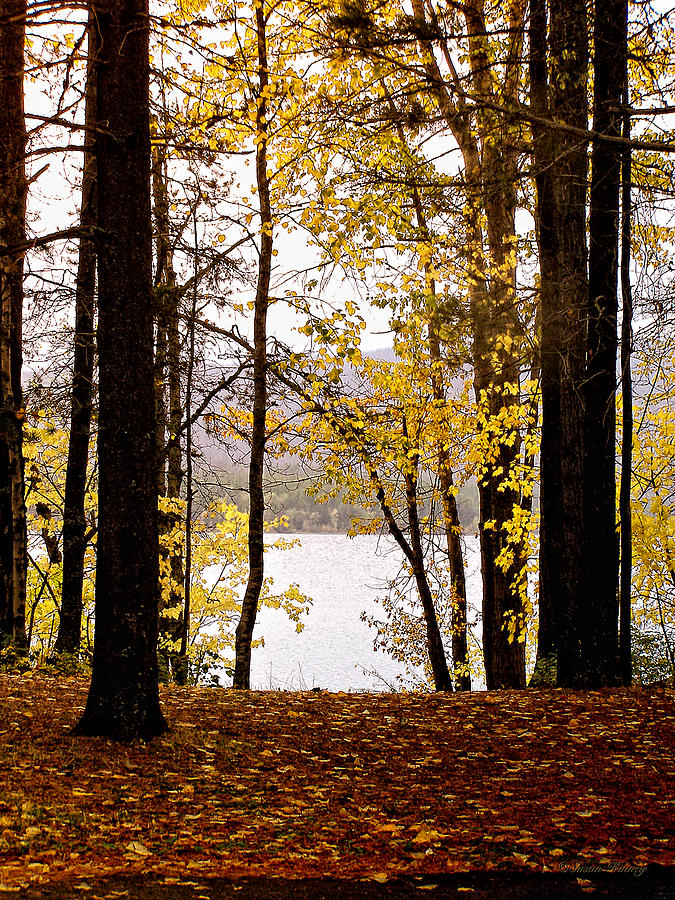View of  Lake McDonald Photograph by Susan Kinney