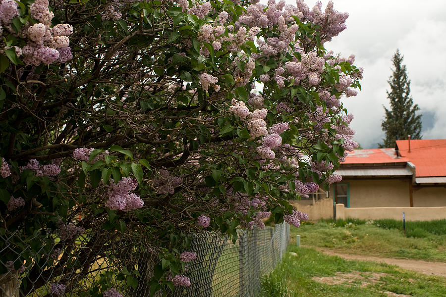 View of Lilac Bush Photograph by James Gay