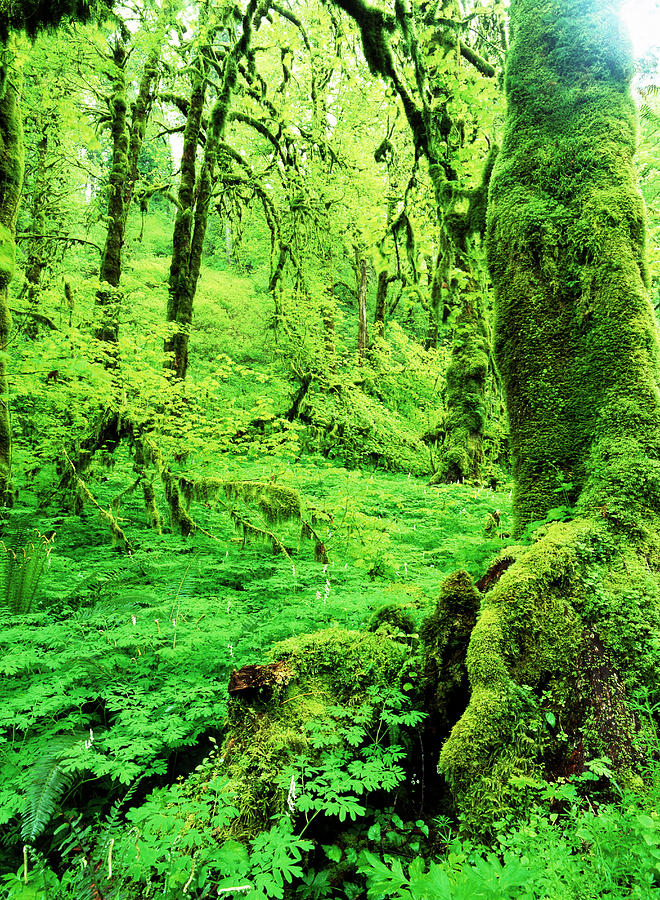 View Of Lush Trees At Silver Falls Photograph by Danita Delimont