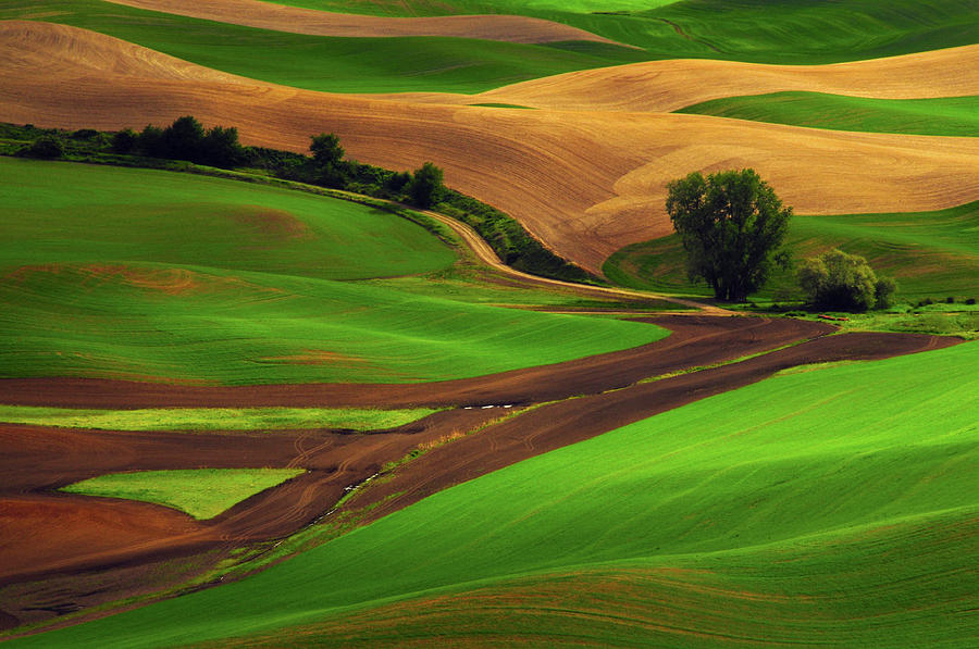 Nature Photograph - View Of Palouse Cultivation Patterns by Michel Hersen