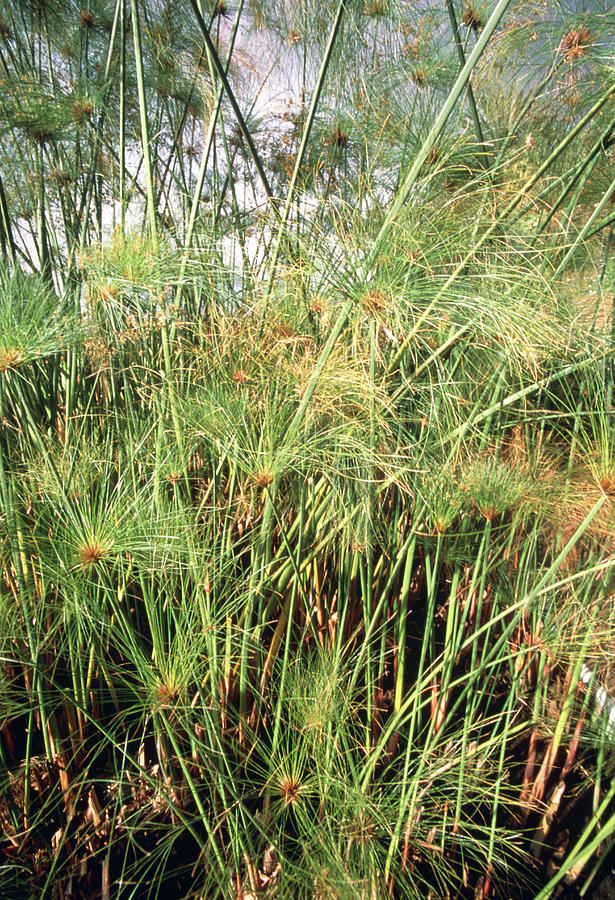 papyrus plants