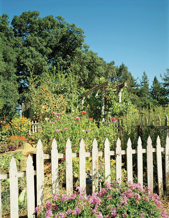 View Of Picket Fence Garden Photograph by Mary E. Nichols