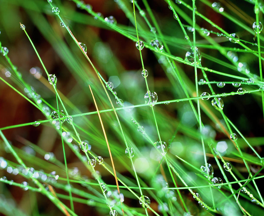 View Of Red Fescue Grass (festuca Ruba) Photograph by Simon Fraser/science Photo Library