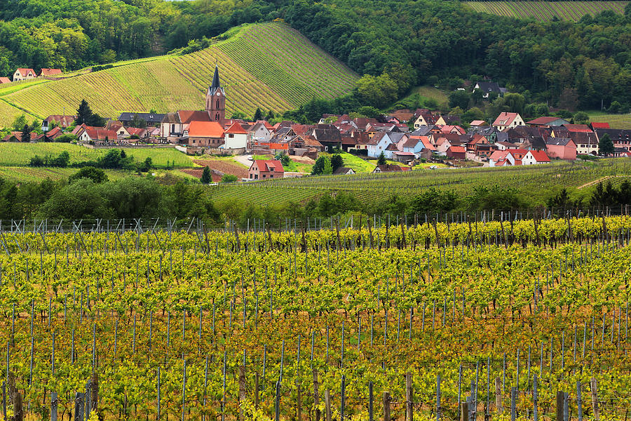 View of Rodern From the Vineyards of Alsace Photograph by Greg Matchick ...