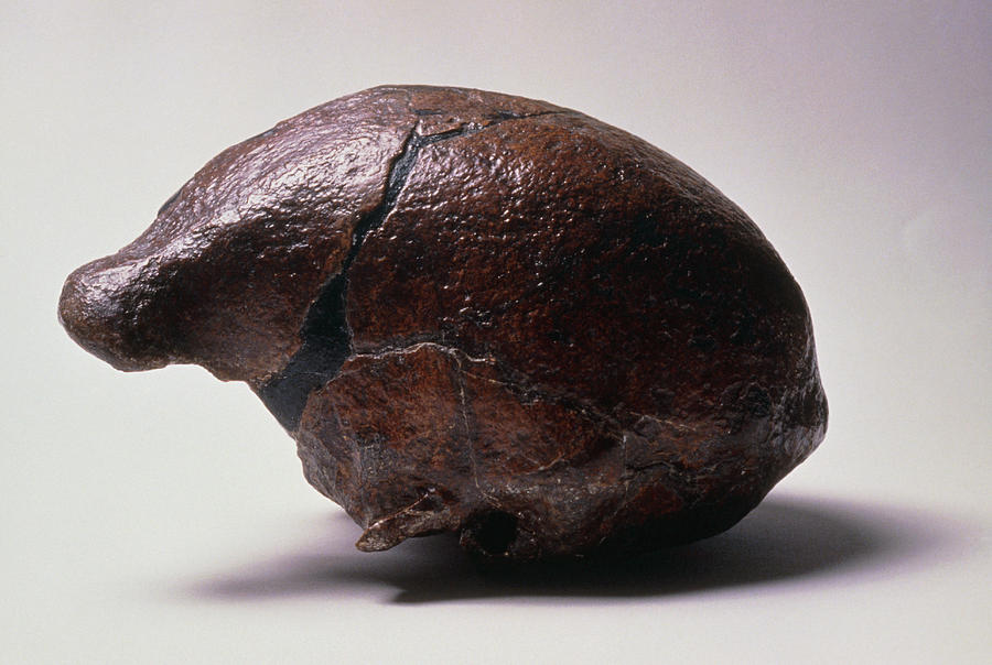 Homo Erectus Craneo